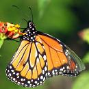 Borboleta monarca