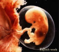 foto de embrião humano