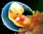 imagem de feto humano