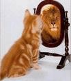 gato no espelho
